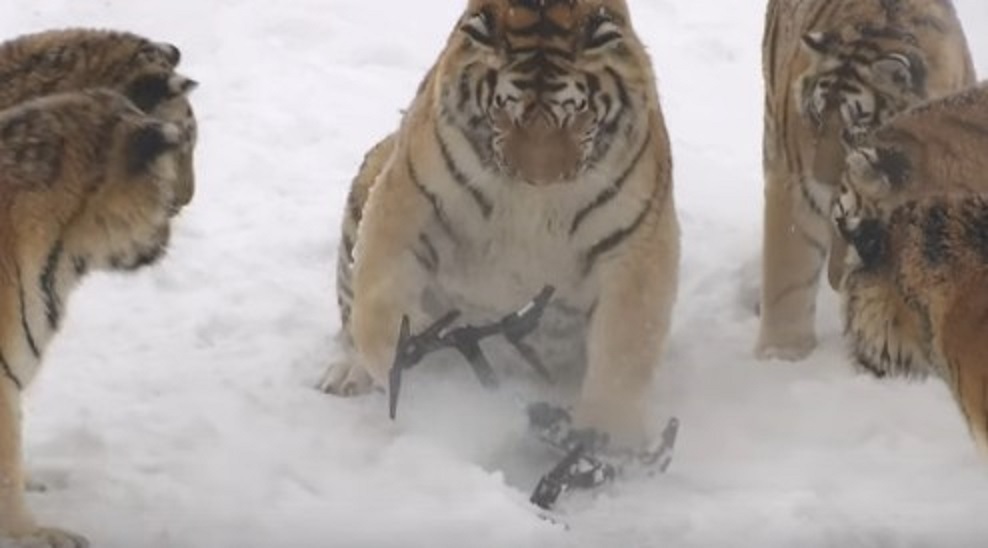 tigers vs drone